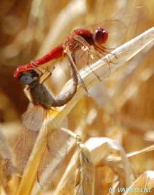 Crocothemis erythraea couple